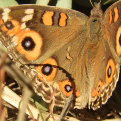 Junonia villida (Meadow Argus) at Murrumbateman, NSW - 4 Sep 2024 by SimoneC