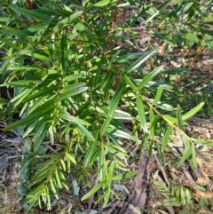 Santalum obtusifolium (Coastal Sandalwood) at Lake Conjola, NSW - 4 Sep 2024 by plants