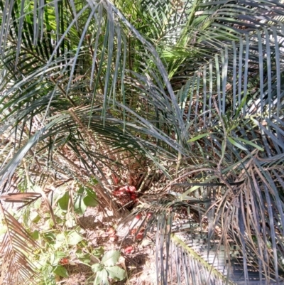 Macrozamia communis (Burrawang) at Lake Conjola, NSW - 4 Sep 2024 by plants