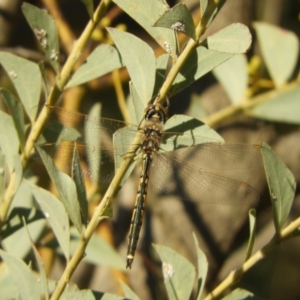 Hemicordulia tau at Murrumbateman, NSW - 4 Sep 2024