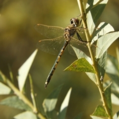 Hemicordulia tau at Murrumbateman, NSW - 4 Sep 2024 04:06 PM