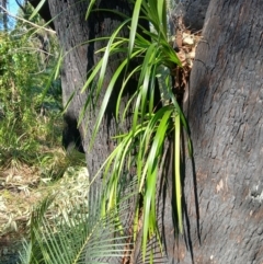 Cymbidium suave (Snake Orchid) at Lake Conjola, NSW - 4 Sep 2024 by plants