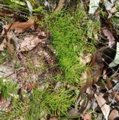 Gleichenia dicarpa (Wiry Coral Fern) at Lake Conjola, NSW - 4 Sep 2024 by plants