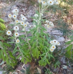 Coronidium elatum subsp. elatum (Tall Everlasting) at Narrawallee, NSW - 4 Sep 2024 by plants