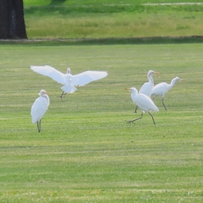 Bubulcus coromandus (Eastern Cattle Egret) at Campbell, ACT - 4 Sep 2024 by RodDeb