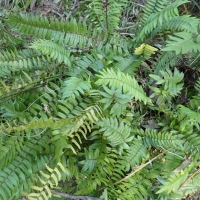 Pellaea falcata (Sickle Fern) at Lake Conjola, NSW - 4 Sep 2024 by plants