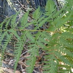 Pteris tremula (Tender Brake) at Lake Conjola, NSW - 4 Sep 2024 by plants