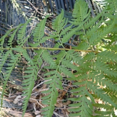 Pteris tremula (Tender Brake) at Lake Conjola, NSW - 4 Sep 2024 by plants