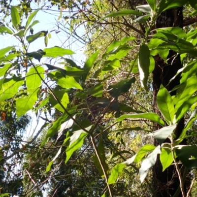 Solanum mauritianum (Wild Tobacco Tree) at Lake Conjola, NSW - 3 Sep 2024 by plants