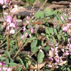 Indigofera australis subsp. australis (Australian Indigo) at Lake Conjola, NSW - 3 Sep 2024 by plants