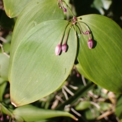 Eustrephus latifolius (Wombat Berry) at Lake Conjola, NSW - 4 Sep 2024 by plants