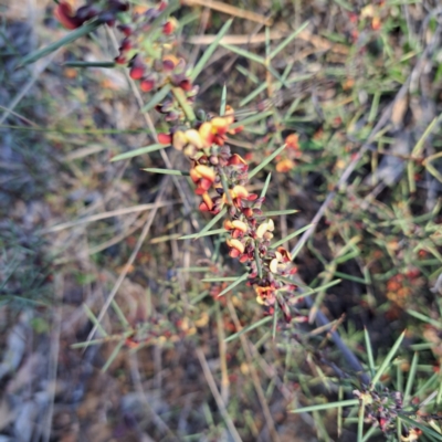 Daviesia genistifolia (Broom Bitter Pea) at Hackett, ACT - 23 Aug 2024 by abread111