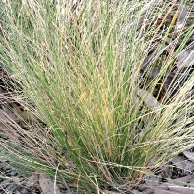 Nassella trichotoma (Serrated Tussock) at Hackett, ACT - 23 Aug 2024 by abread111