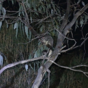 Petaurus notatus at Hackett, ACT - 4 Sep 2024