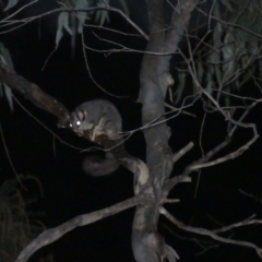 Petaurus notatus at Hackett, ACT - 4 Sep 2024