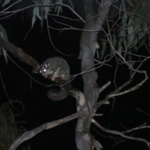 Petaurus notatus at Hackett, ACT - 4 Sep 2024