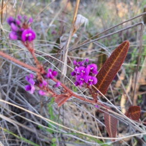 Hardenbergia violacea at Hackett, ACT - 23 Aug 2024 04:40 PM