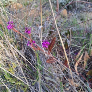 Hardenbergia violacea at Hackett, ACT - 23 Aug 2024 04:40 PM