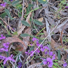 Hovea heterophylla (Common Hovea) at Hackett, ACT - 23 Aug 2024 by abread111