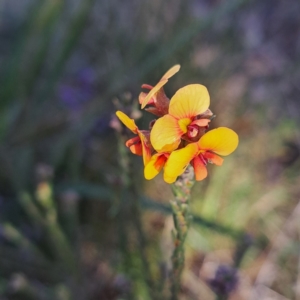 Dillwynia sericea at Hackett, ACT - 23 Aug 2024