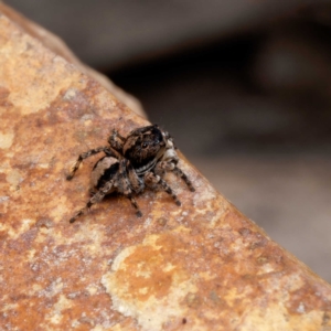 Euophryinae sp. (Rockhopper) undescribed at Forde, ACT - 4 Sep 2024