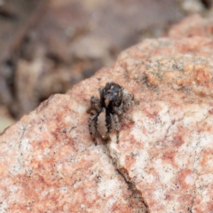 Euophryinae sp. (Rockhopper) undescribed at Forde, ACT - 4 Sep 2024