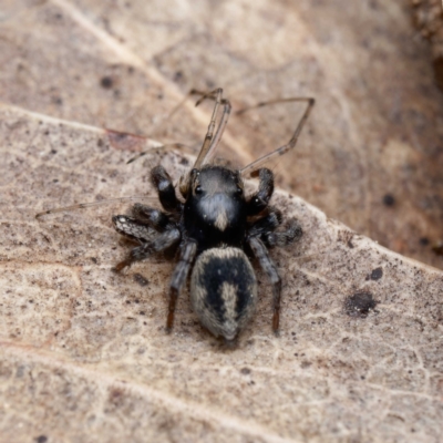 Salpesia (genus) (Salpesia Jumping Spider) at Forde, ACT - 4 Sep 2024 by DPRees125