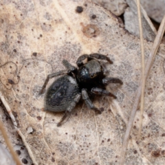 Salpesia sp. (genus) at Forde, ACT - 4 Sep 2024 12:25 PM