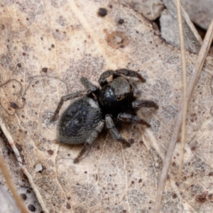 Salpesia sp. (genus) at Forde, ACT - 4 Sep 2024 12:25 PM