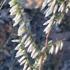 Styphelia fletcheri subsp. brevisepala at Broadway, NSW - 4 Sep 2024