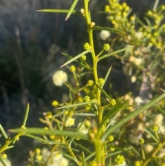 Acacia genistifolia (Early Wattle) at Broadway, NSW - 4 Sep 2024 by JaneR