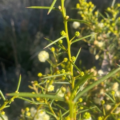 Acacia genistifolia (Early Wattle) at Broadway, NSW - 4 Sep 2024 by JaneR