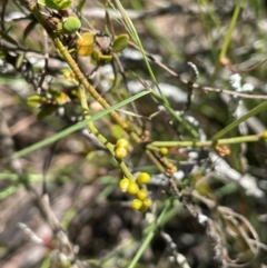 Cassytha glabella (Slender Devil's Twine) at Broadway, NSW - 27 Dec 2022 by JaneR