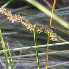 Carex appressa (Tall Sedge) at Broadway, NSW - 4 Sep 2024 by JaneR