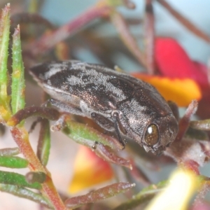 Diphucrania acuducta at Aranda, ACT - 4 Sep 2024