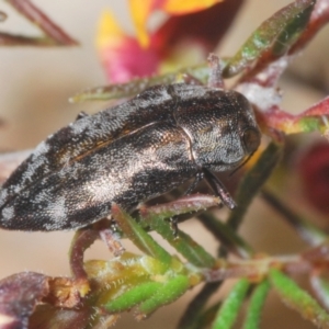 Diphucrania acuducta at Aranda, ACT - 4 Sep 2024