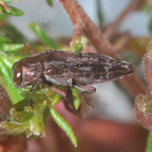 Diphucrania acuducta at Aranda, ACT - 4 Sep 2024