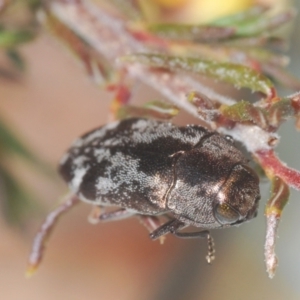 Diphucrania acuducta at Aranda, ACT - 4 Sep 2024