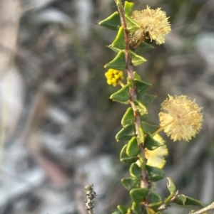 Acacia gunnii at Broadway, NSW - 4 Sep 2024