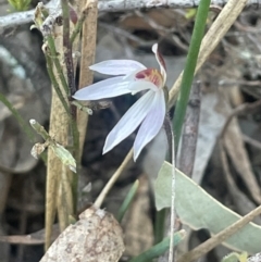 Caladenia fuscata (Dusky Fingers) at Broadway, NSW - 4 Sep 2024 by JaneR