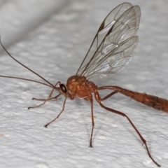 Netelia sp. (genus) (An Ichneumon wasp) at Melba, ACT - 1 Sep 2024 by kasiaaus