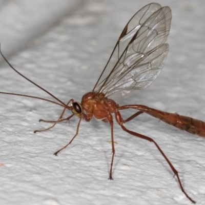 Netelia sp. (genus) (An Ichneumon wasp) at Melba, ACT - 2 Sep 2024 by kasiaaus