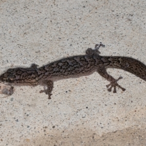 Christinus marmoratus at Melba, ACT - 1 Sep 2024