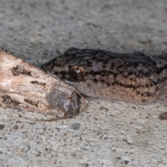 Christinus marmoratus at Melba, ACT - 1 Sep 2024 11:32 PM