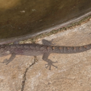 Christinus marmoratus at Melba, ACT - 1 Sep 2024 11:32 PM