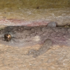 Christinus marmoratus at Melba, ACT - 1 Sep 2024