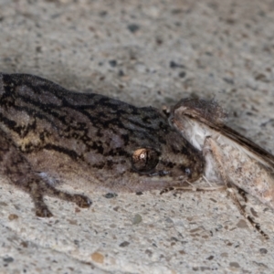 Christinus marmoratus at Melba, ACT - 1 Sep 2024