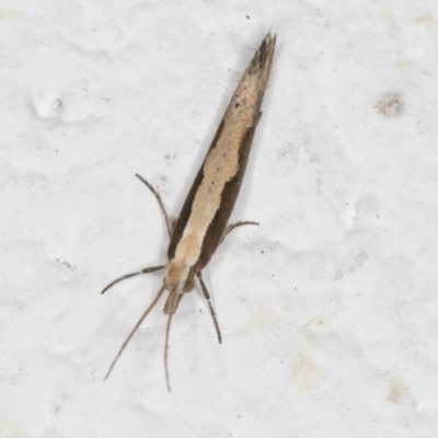 Plutella xylostella (Diamondback Moth) at Melba, ACT - 2 Sep 2024 by kasiaaus