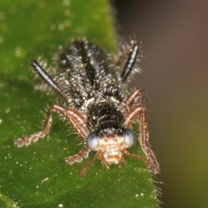 Lemidia subaenea at Melba, ACT - 3 Sep 2024