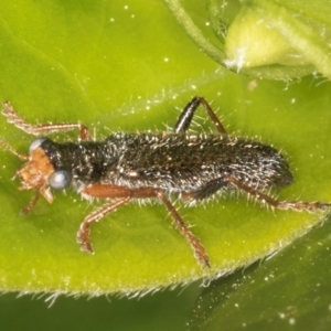 Lemidia subaenea at Melba, ACT - 3 Sep 2024